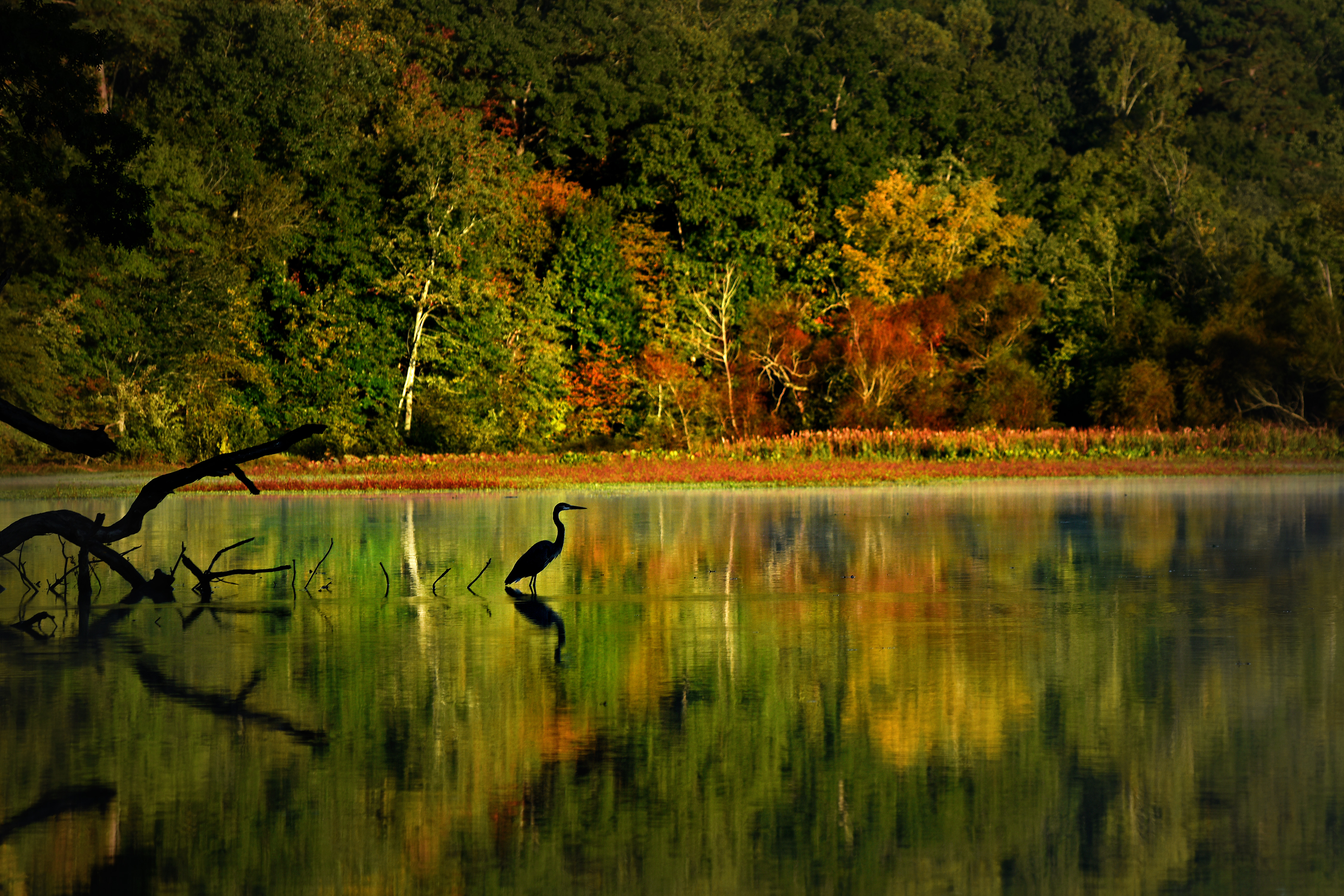 autumnal trees in green, gold, and red reflected in a lake, with the silhouette of a heron at left