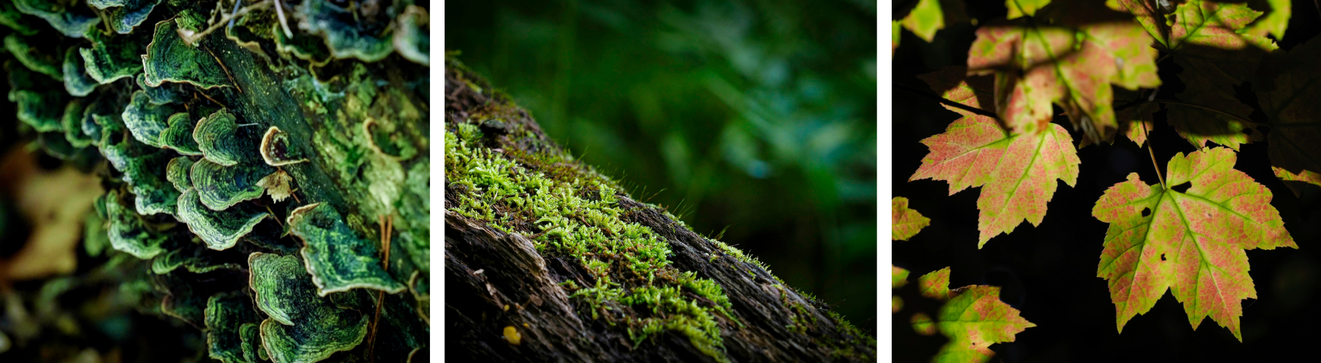 a triptych. from left to right, green shelf-like mushrooms growing on a tree branch; a closeup of green moss on a tree trunk with a blurred emerald green background; and autumn leaves speckled with orange over a lighter lime green and a dark background